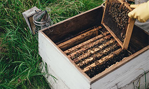 Как отличить натуральный мёд от подделки