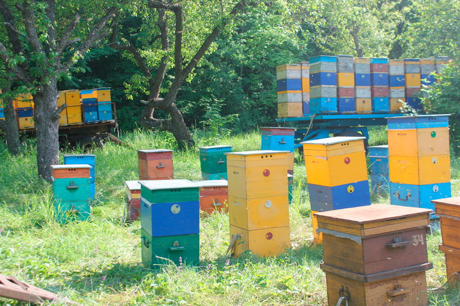 Купить пчел на озоне. Компания Алтай мед с пасеки. Радужные друзья пчеловод. Алтайский мед пасека Климовых.